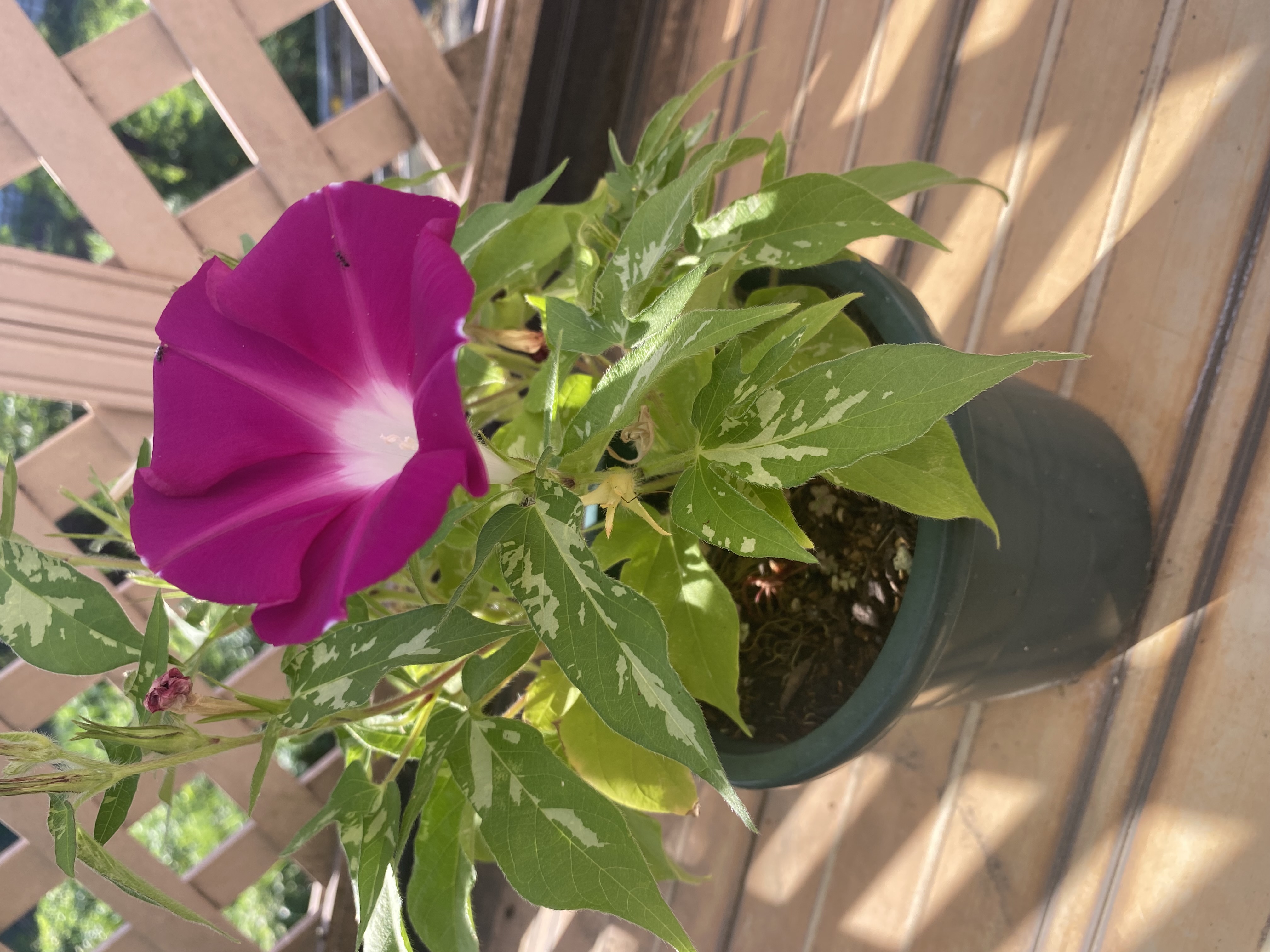 ブログ つるなし朝顔