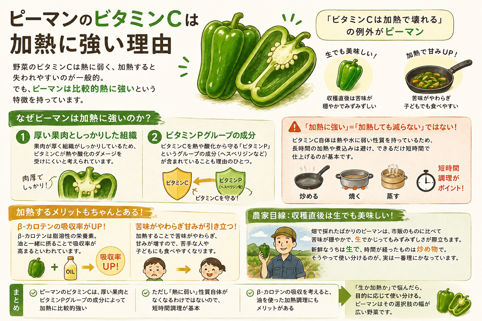 ピーマンのビタミンCは加熱に強い理由「ビタミンCは加熱で壊れる」の例外がピーマン