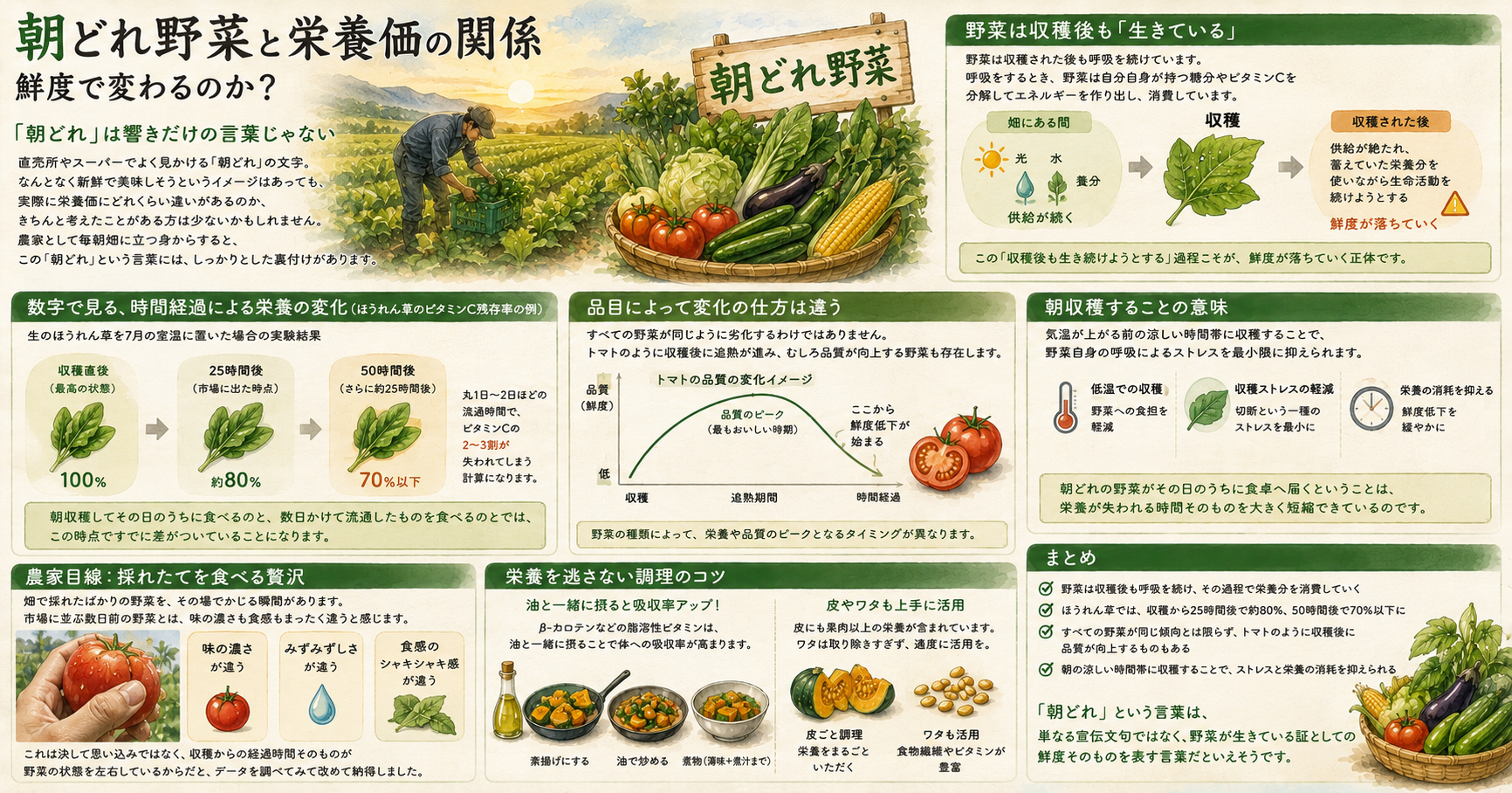 朝どれ野菜と栄養価の関係(鮮度で変わるのか) 「朝どれ」は響きだけの言葉じゃない