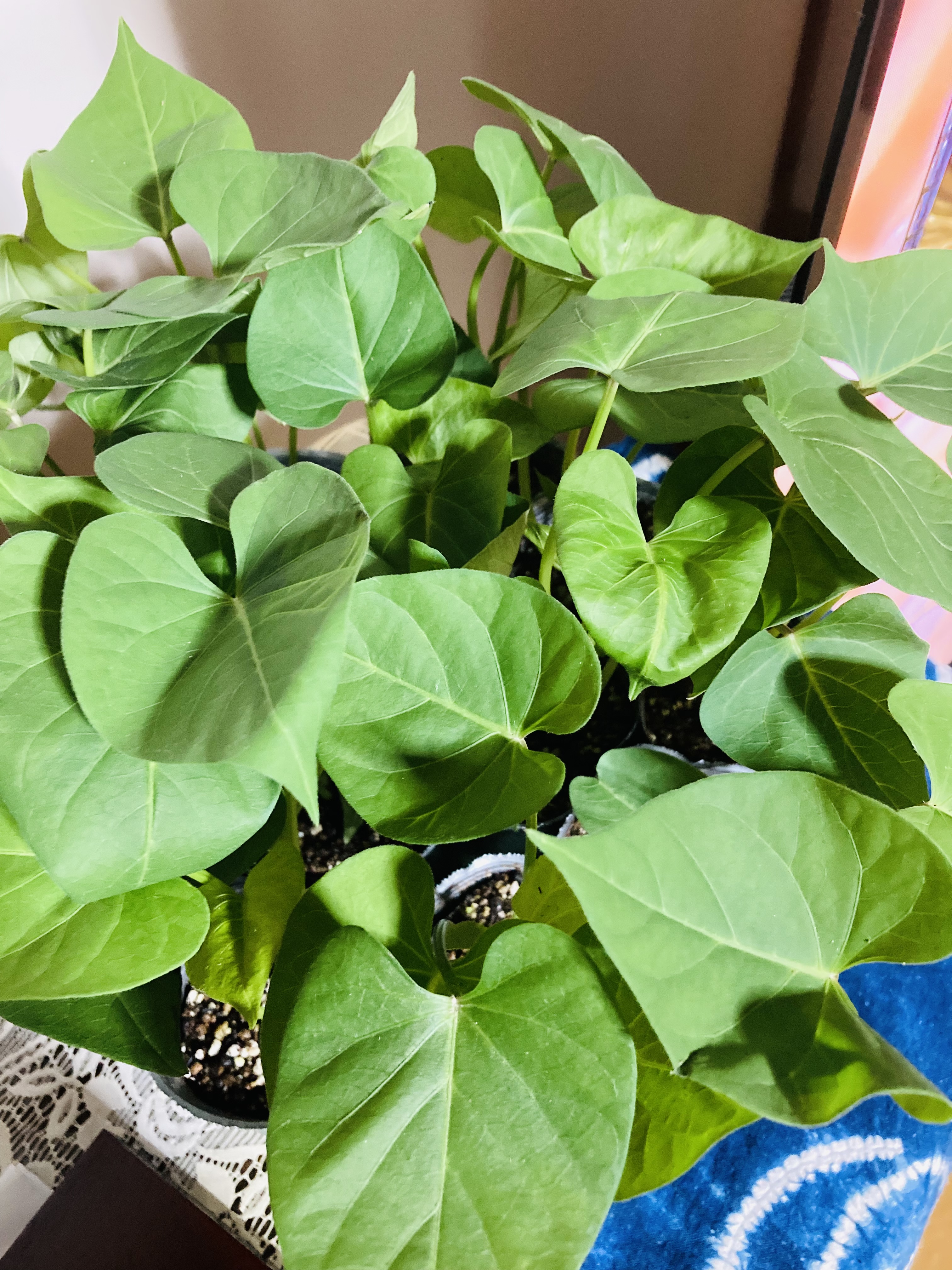 本日、野菜の苗が届きました🌱