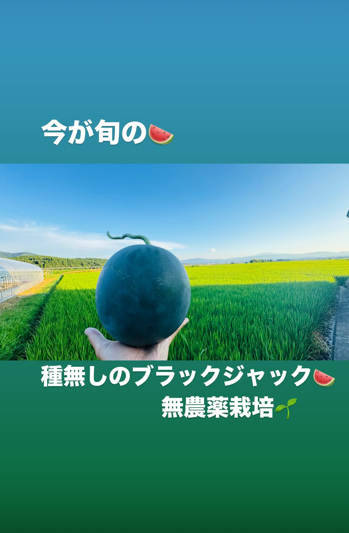 種無しのブラックジャック🍉
