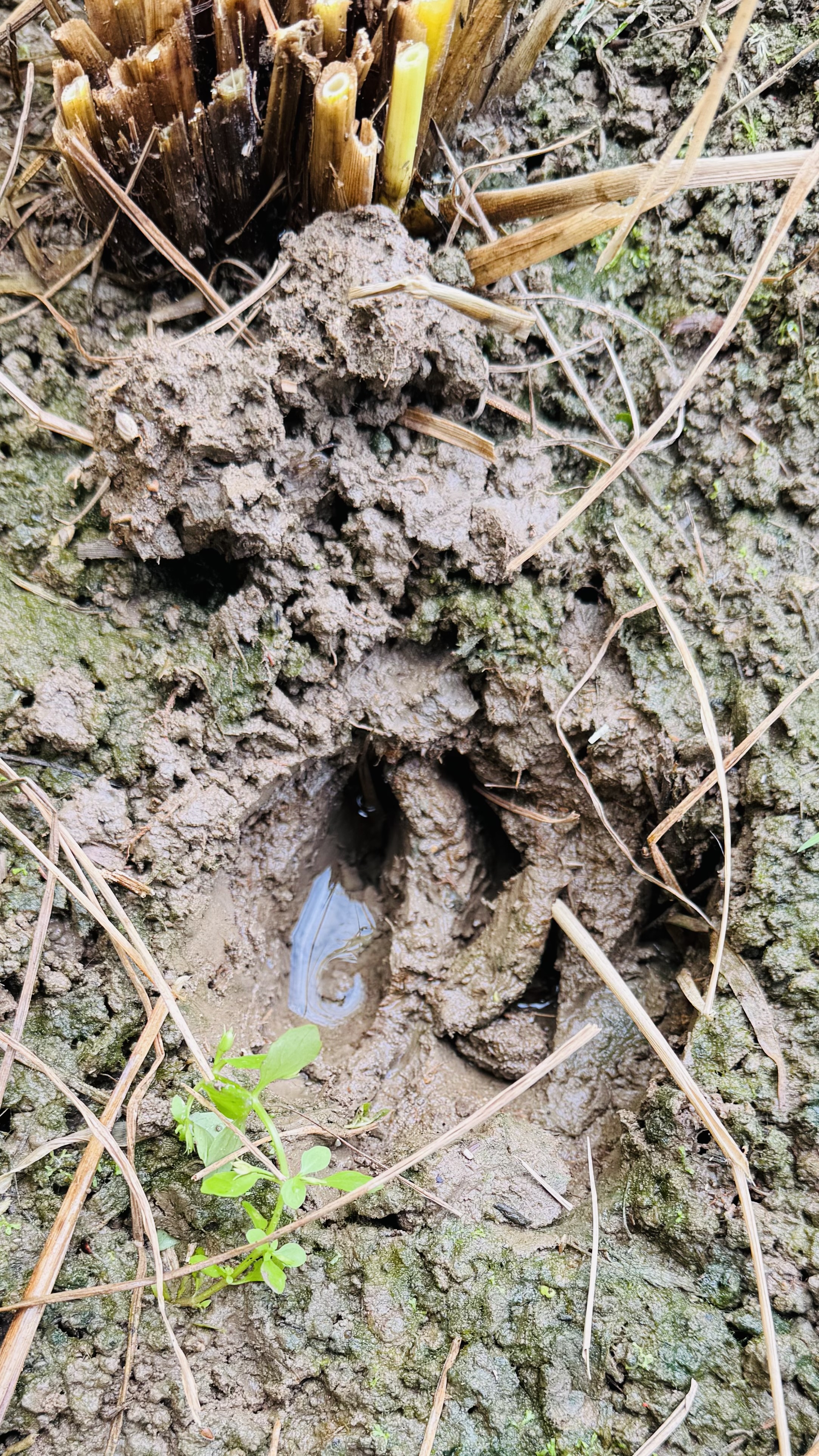 今年もやってきました🦌