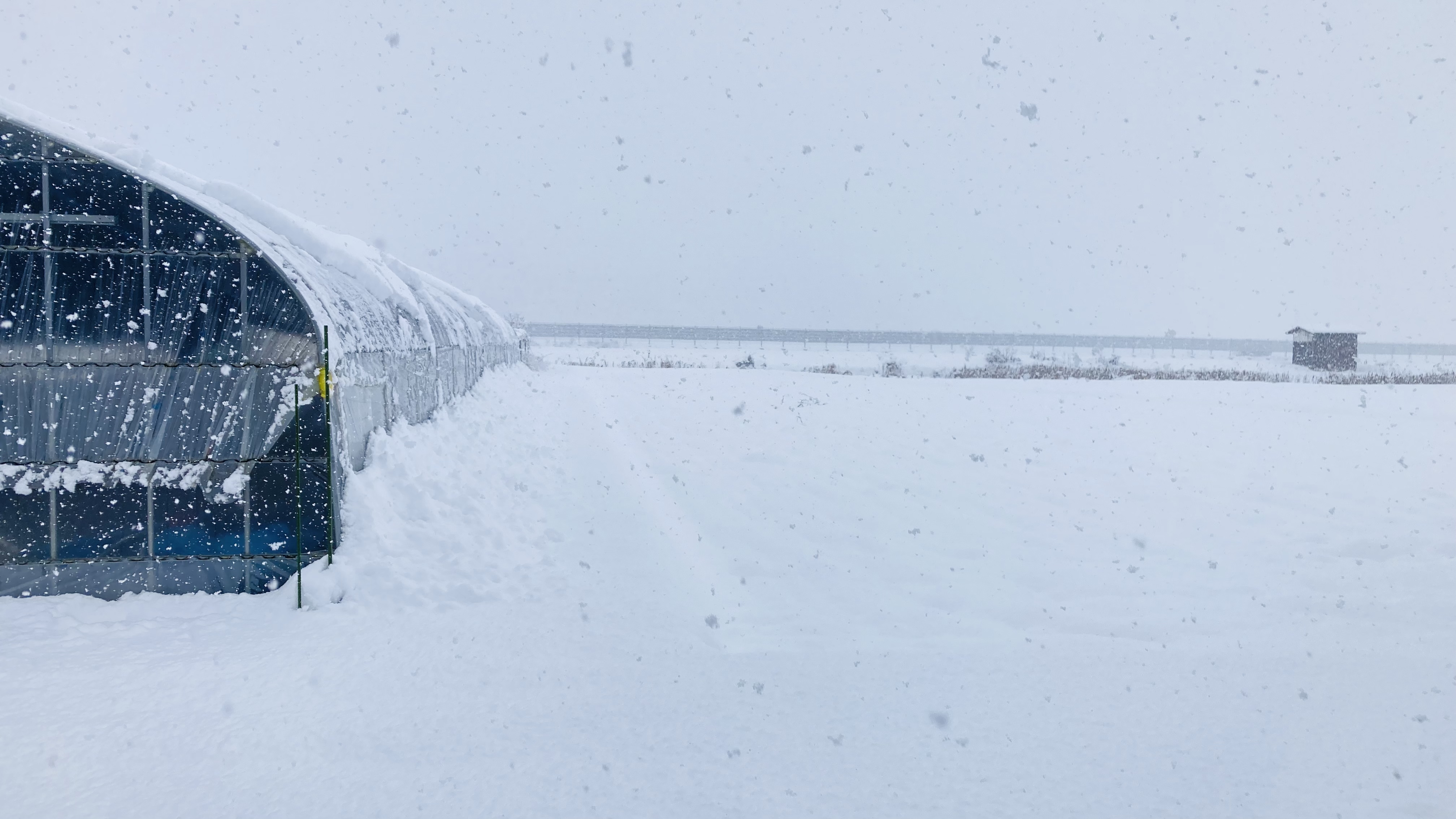 大雪