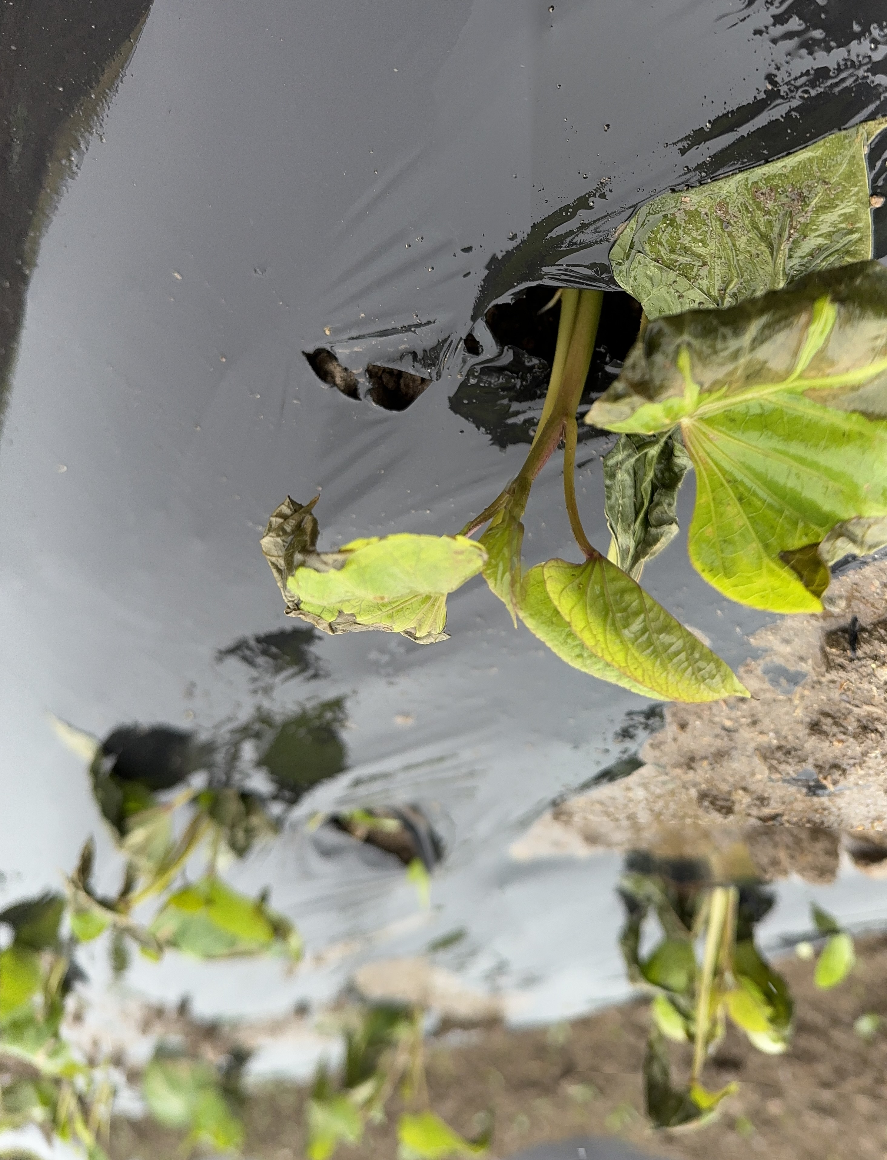 植え付け3日後の