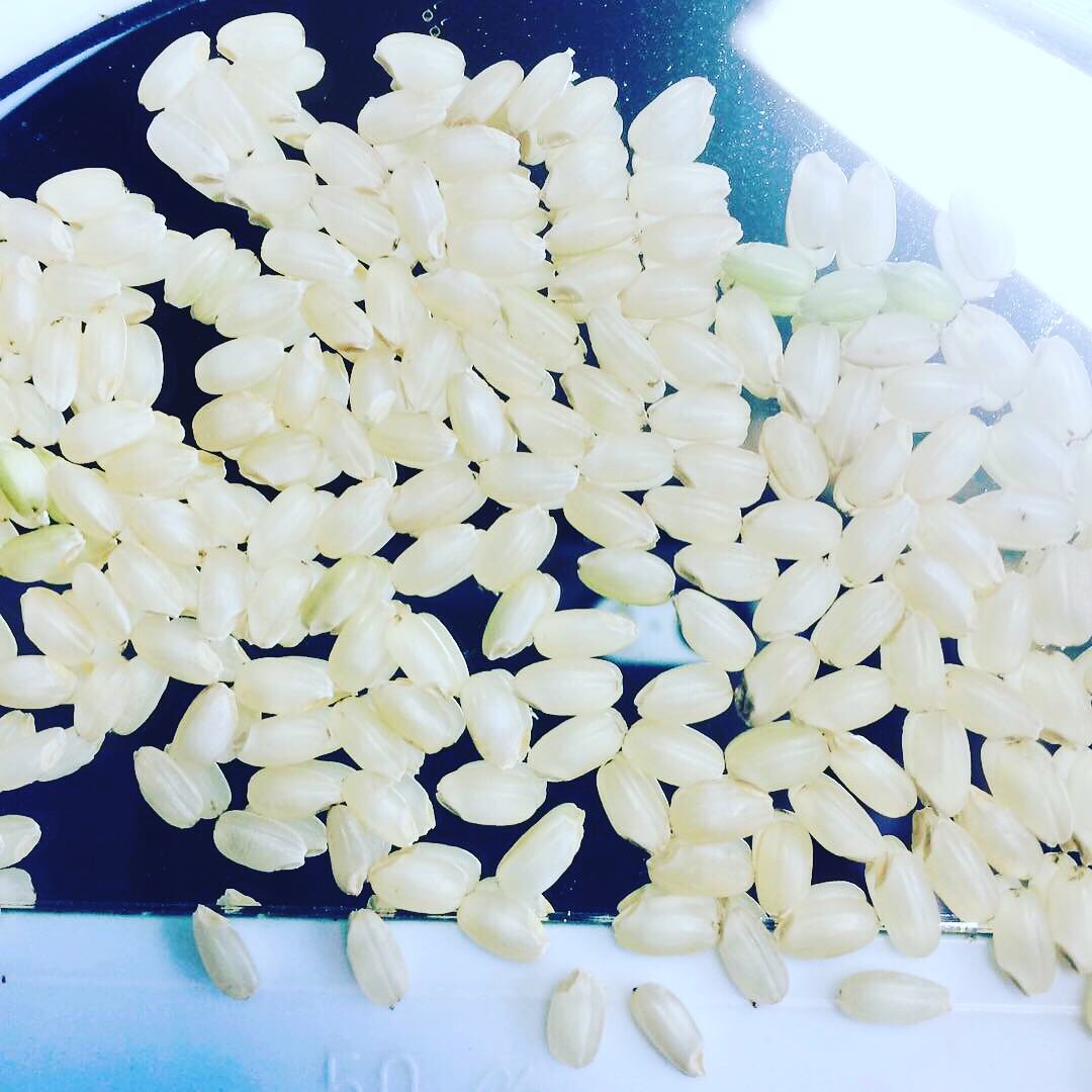 お米は五感で食べるもの。非常に主観的な食べものです。