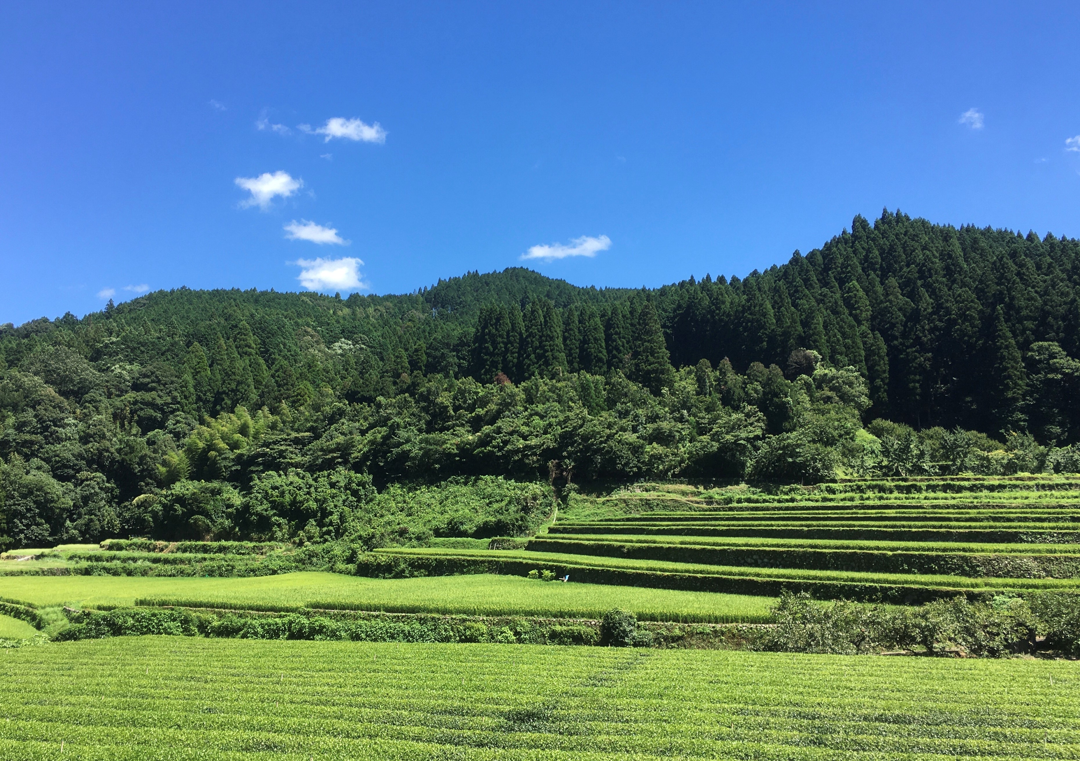 夏🌞スパイスとさっぱりピクルスで元気に夏をお過ごしください♪