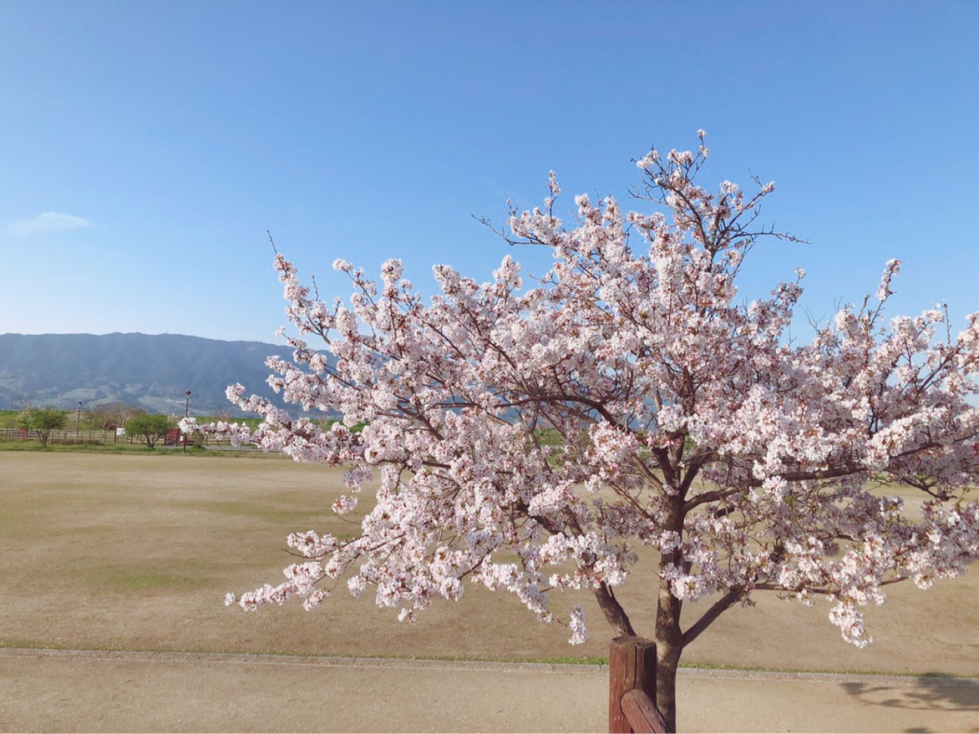 福岡の桜満開です🌸春の贈り物キャンペーン開催中！！