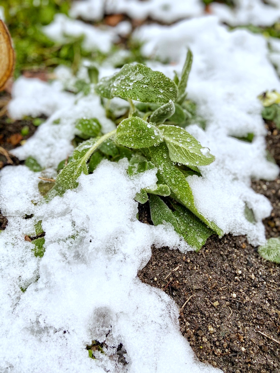 越冬中の雪ハーブ🌿