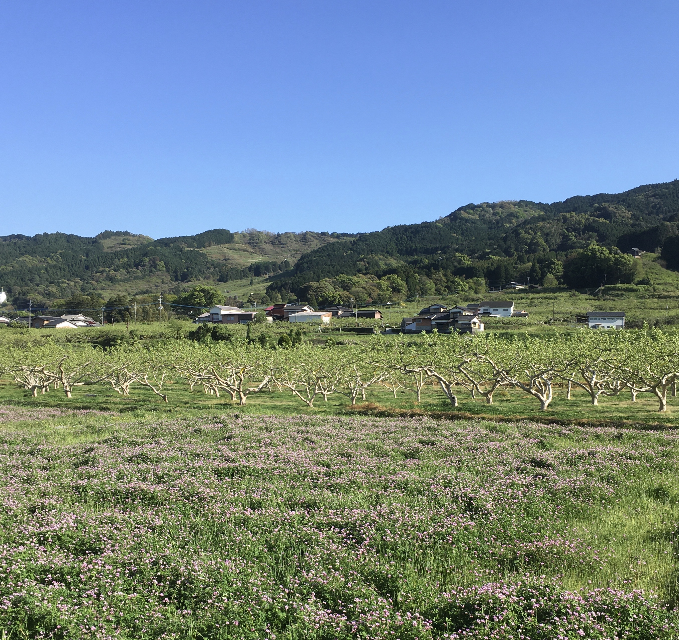 れんげ畑と耳納連山とフルーツの木