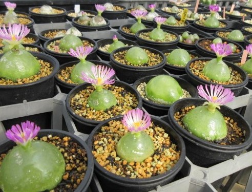 コノフィツム　ブルゲリ　今期の開花 及び 旧皮の整理、♯ 3
