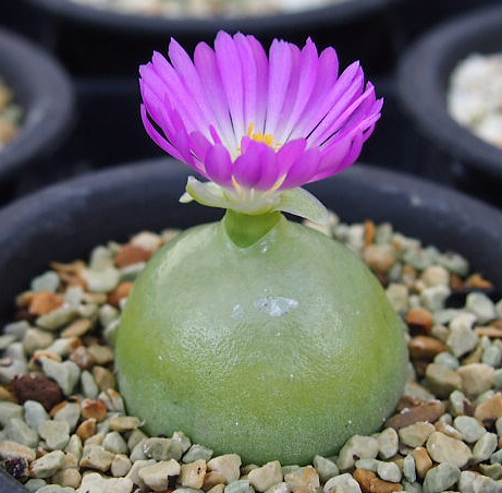 コノフィツム ブルゲリ 実生苗から開花まで Conophytum Burgeri 1 Sol Plants