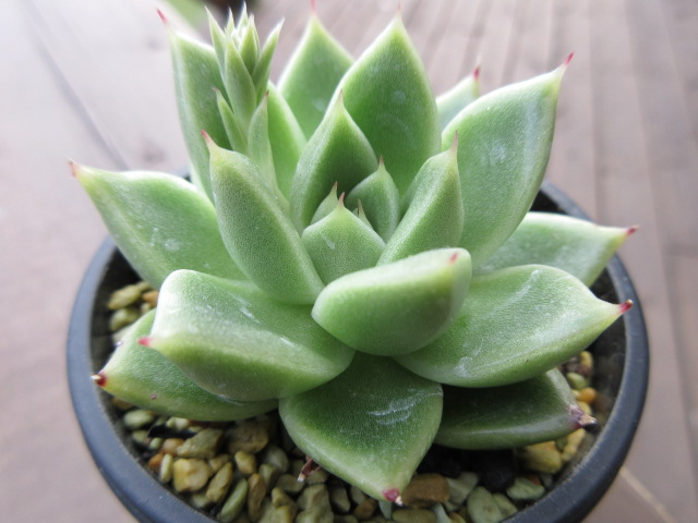 ☆ sol plants ☆ 新しい仲間をご紹介します☆　№1
