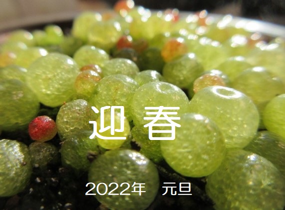 　2022年　　迎春
