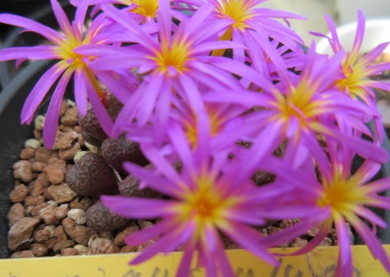 メセン類の開花期～　コノフィツムの花達