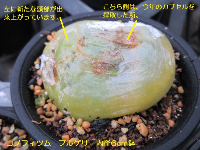 コノフィツム　ブルゲリ　近況等　♯ 5　