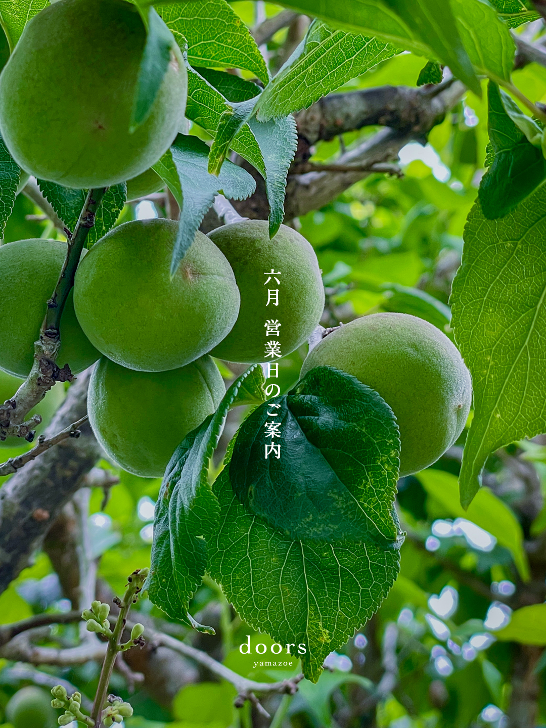2025年6月 営業日のご案内
