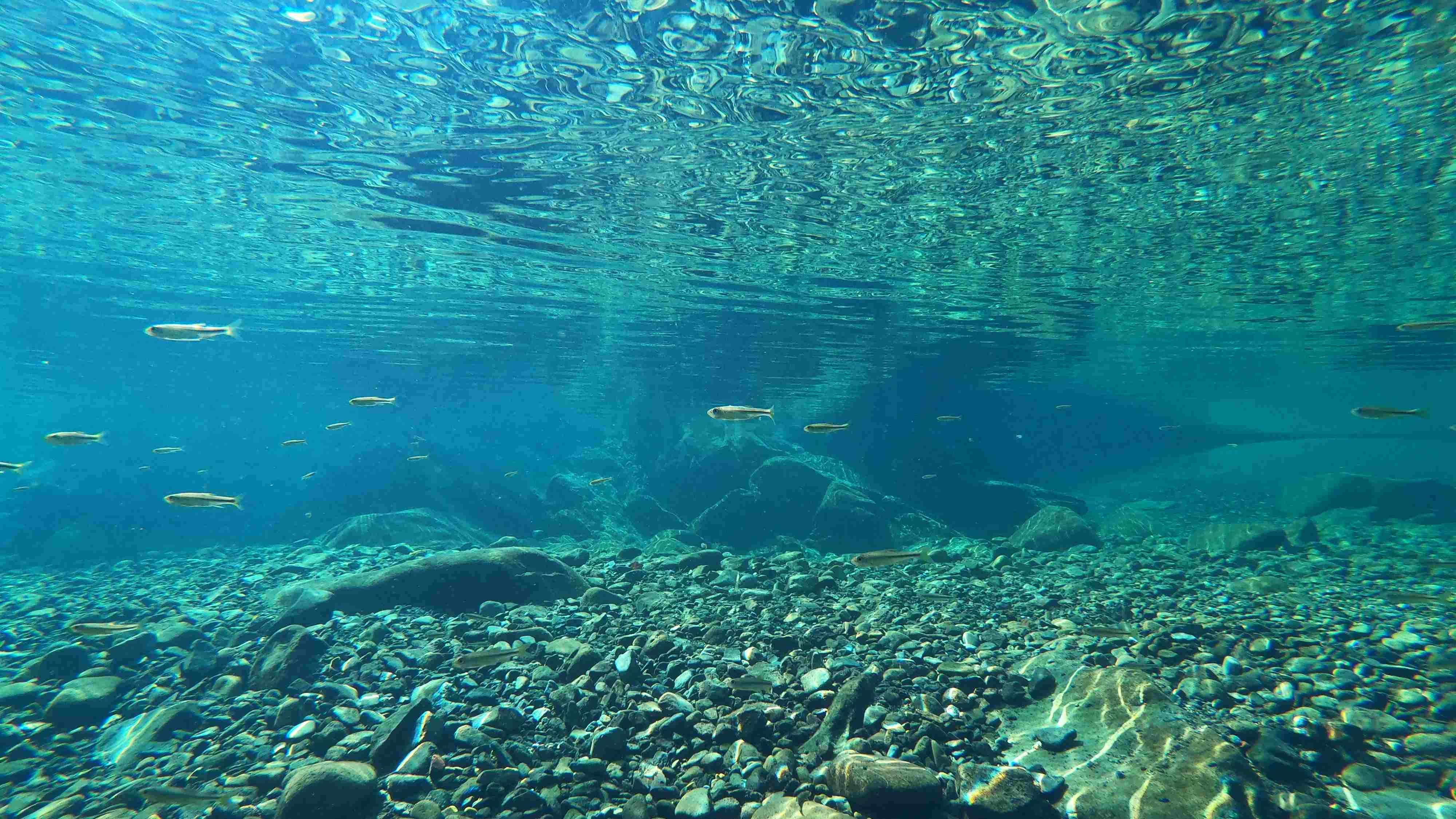 実生柚子の傍を流れる日和佐川