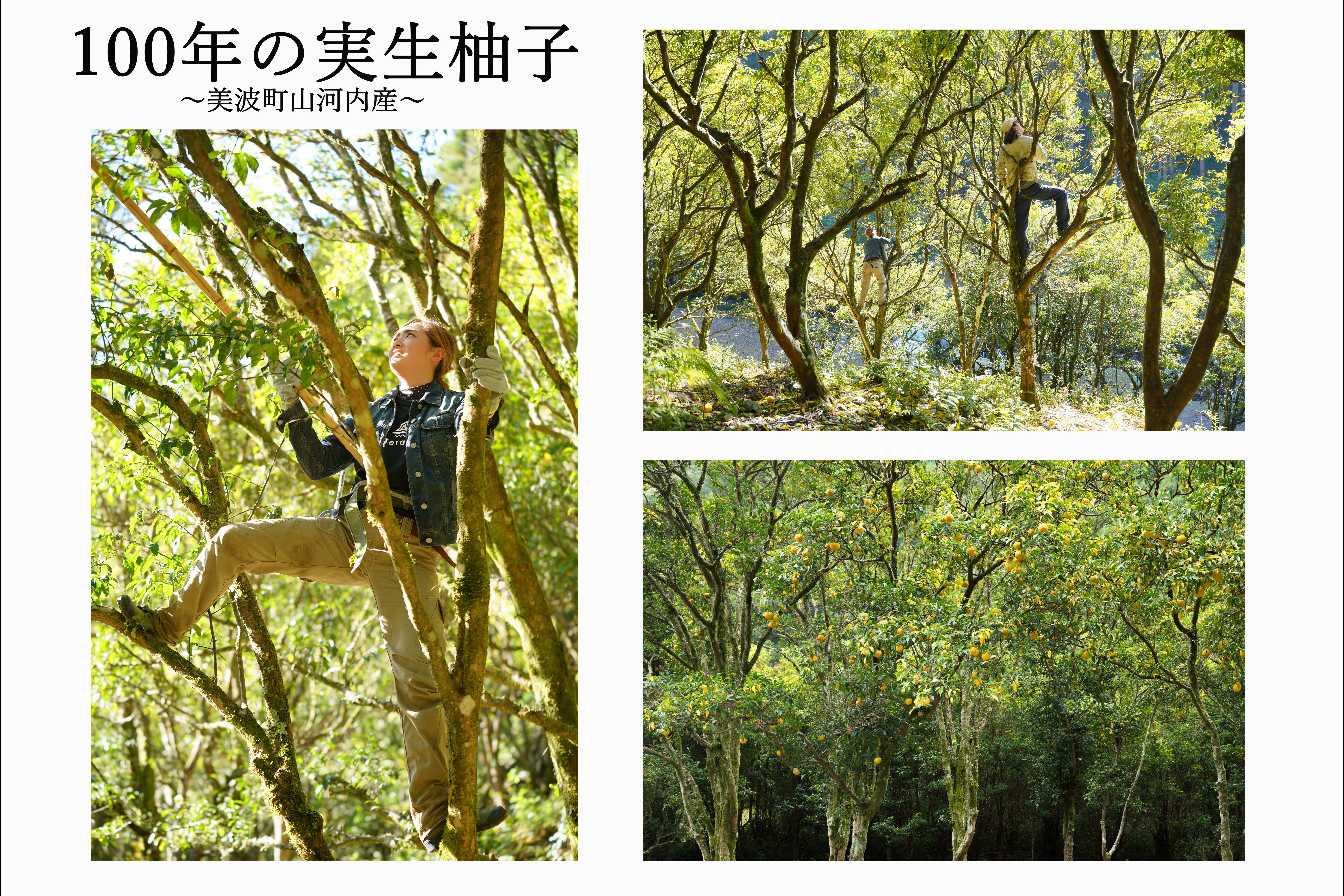 初の直売の試み