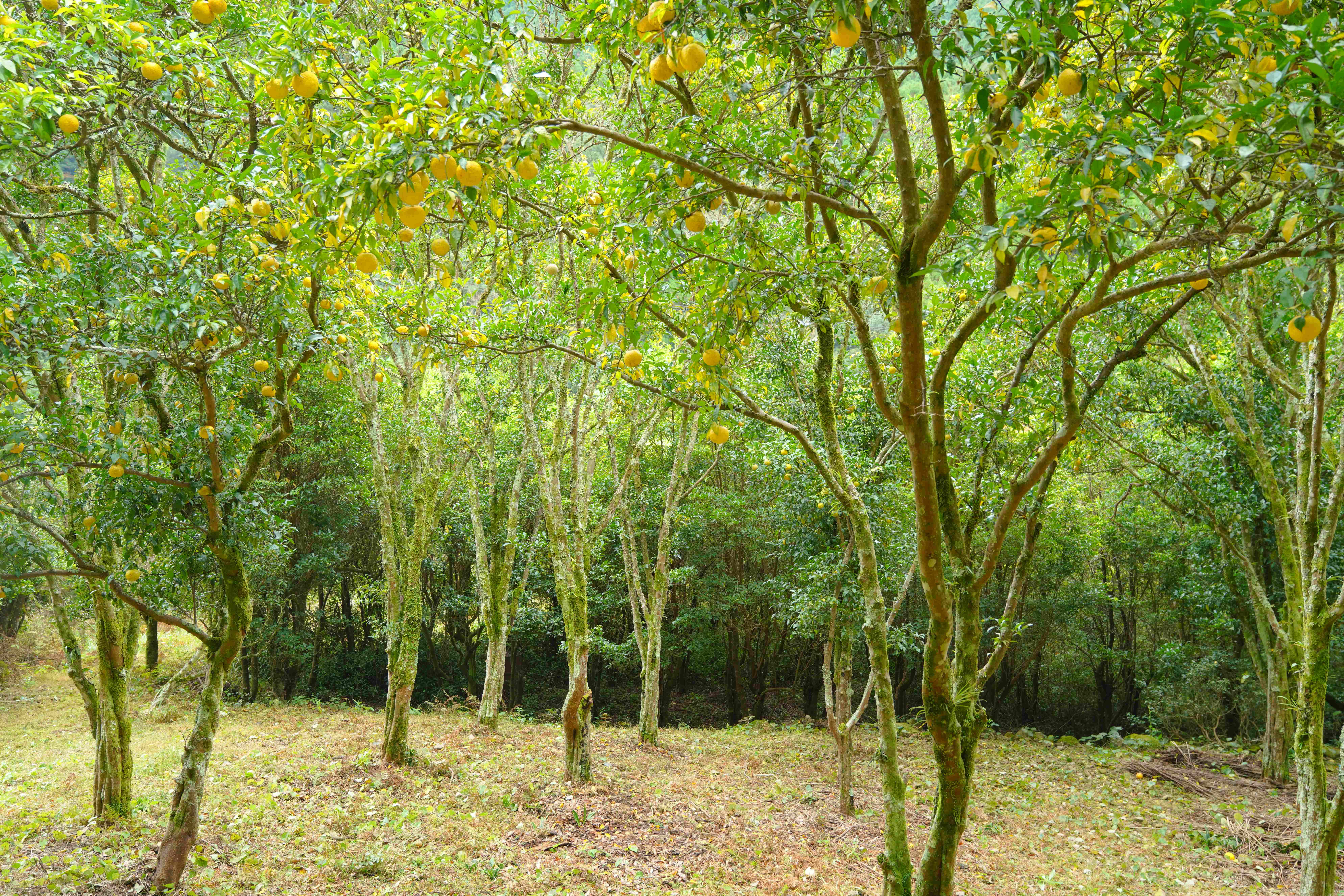 100年の実生柚子のご紹介