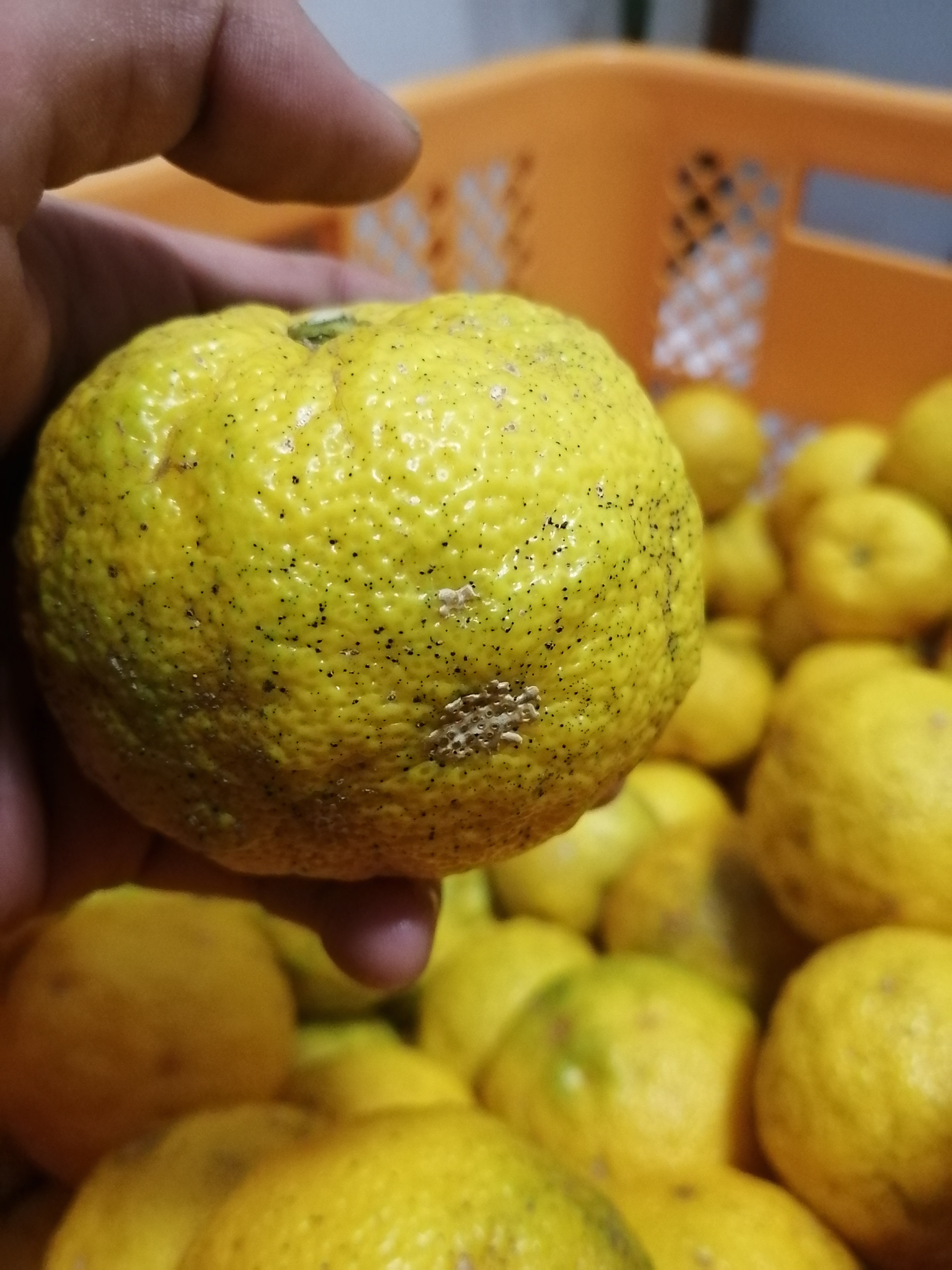 訳あり及びC品について