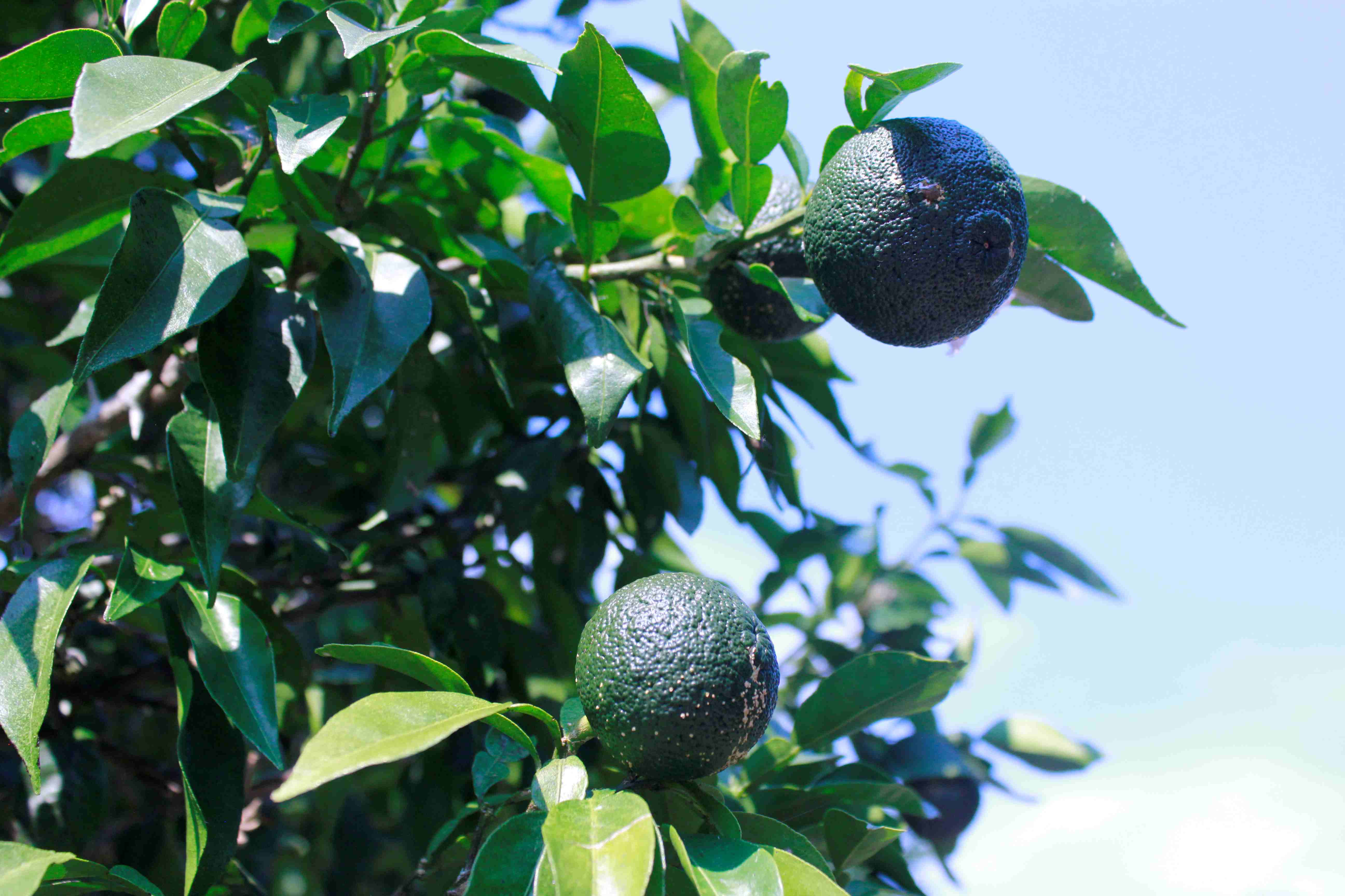 予約販売&実生柚子進捗状況~♪