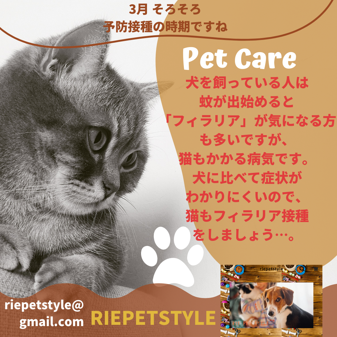 猫ちゃんも🐈️フィラリア予防接種
