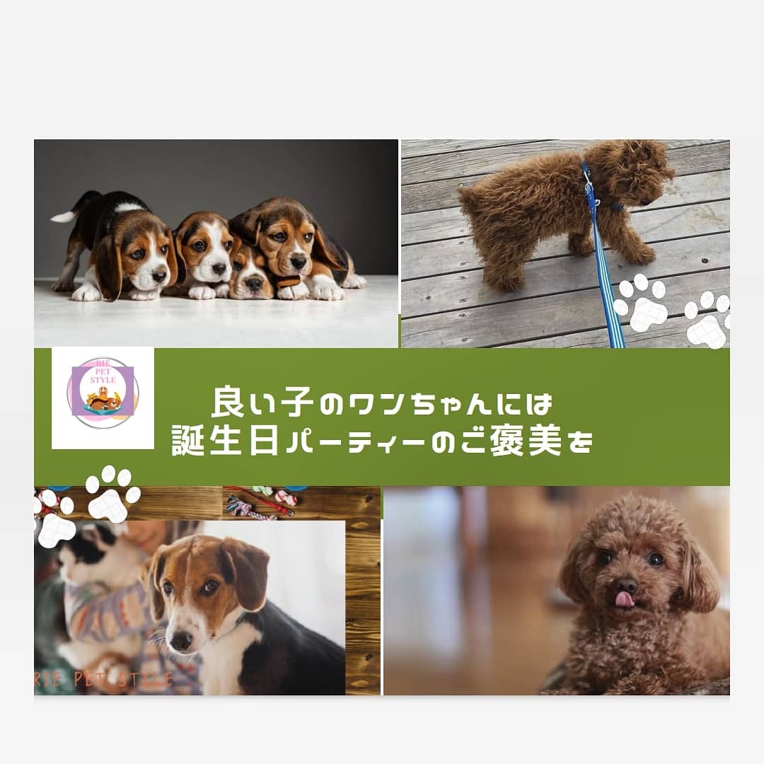 たまにはご褒美🐕️🎉🐾