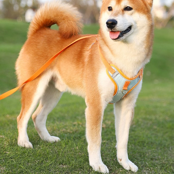 愛犬のお散歩🐾🐕️