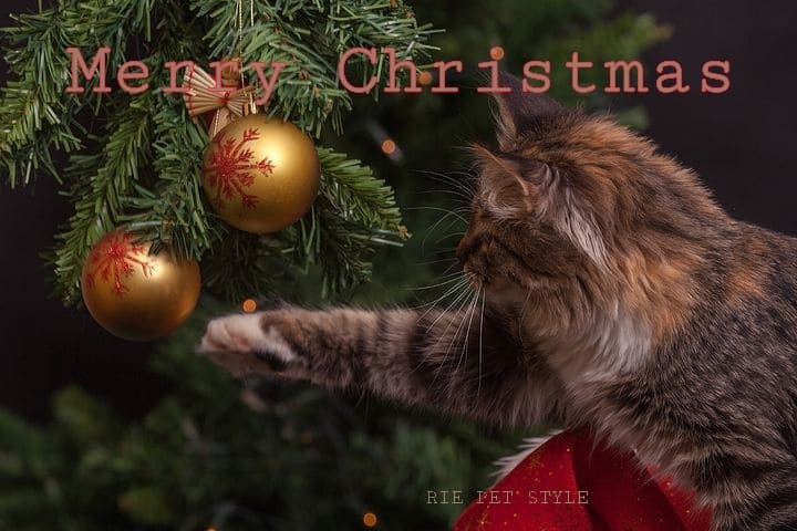 2022年Merry Christmas🎄✨