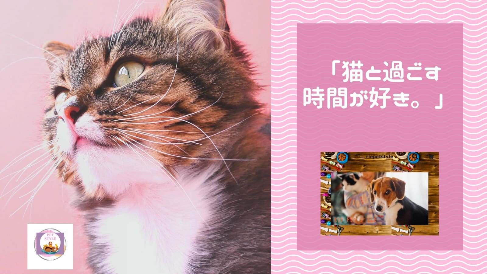 猫が好き😺💕
