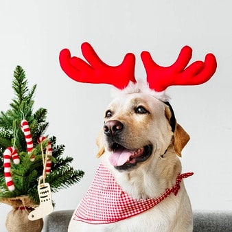 Merry Christmas🎄🎅🐶😺✨