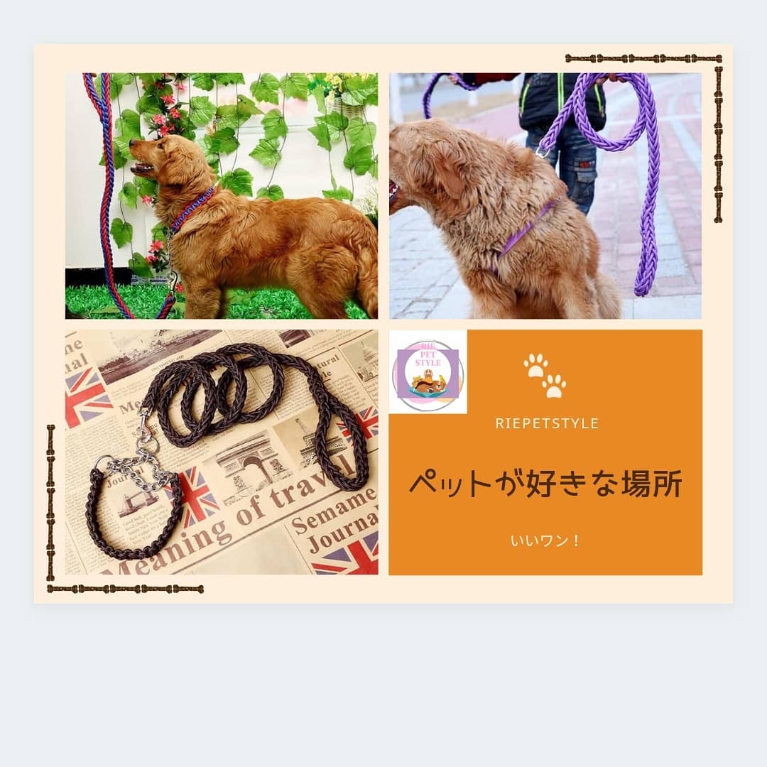 ワンちゃんのカラフルロープ🐕️🐾