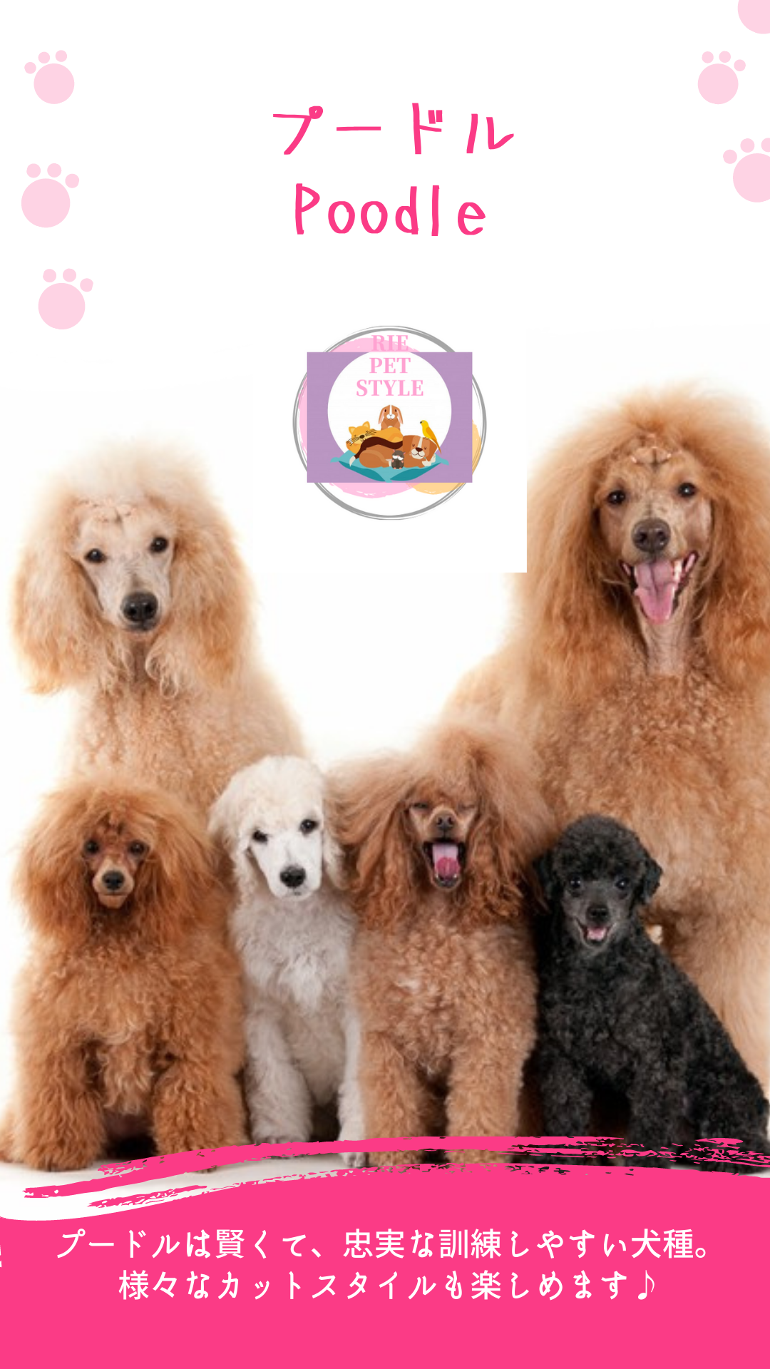 プードル🐩💖