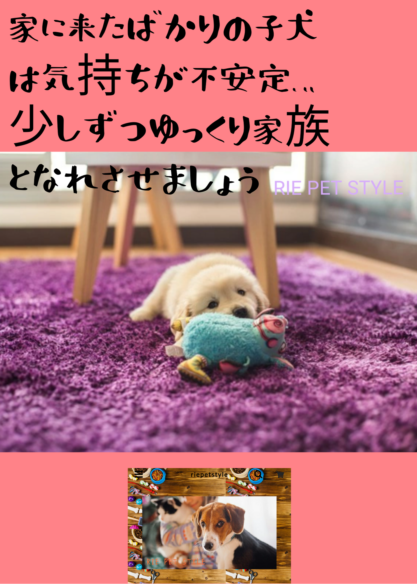 子犬のお迎え🐾
