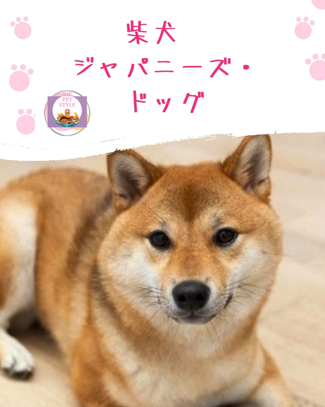 柴犬🧡大好き🐶