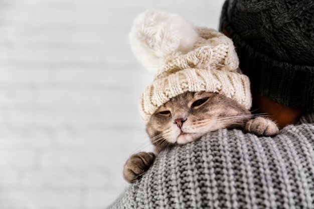 猫の日😺❤️🌼