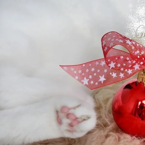 ペットと一緒にMerry Christmas🎄🎀