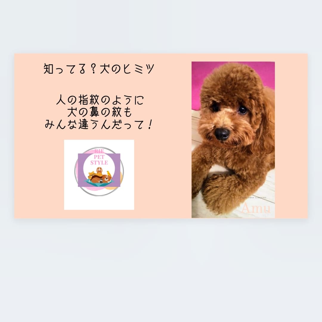 犬のひみつ…🐾🐶