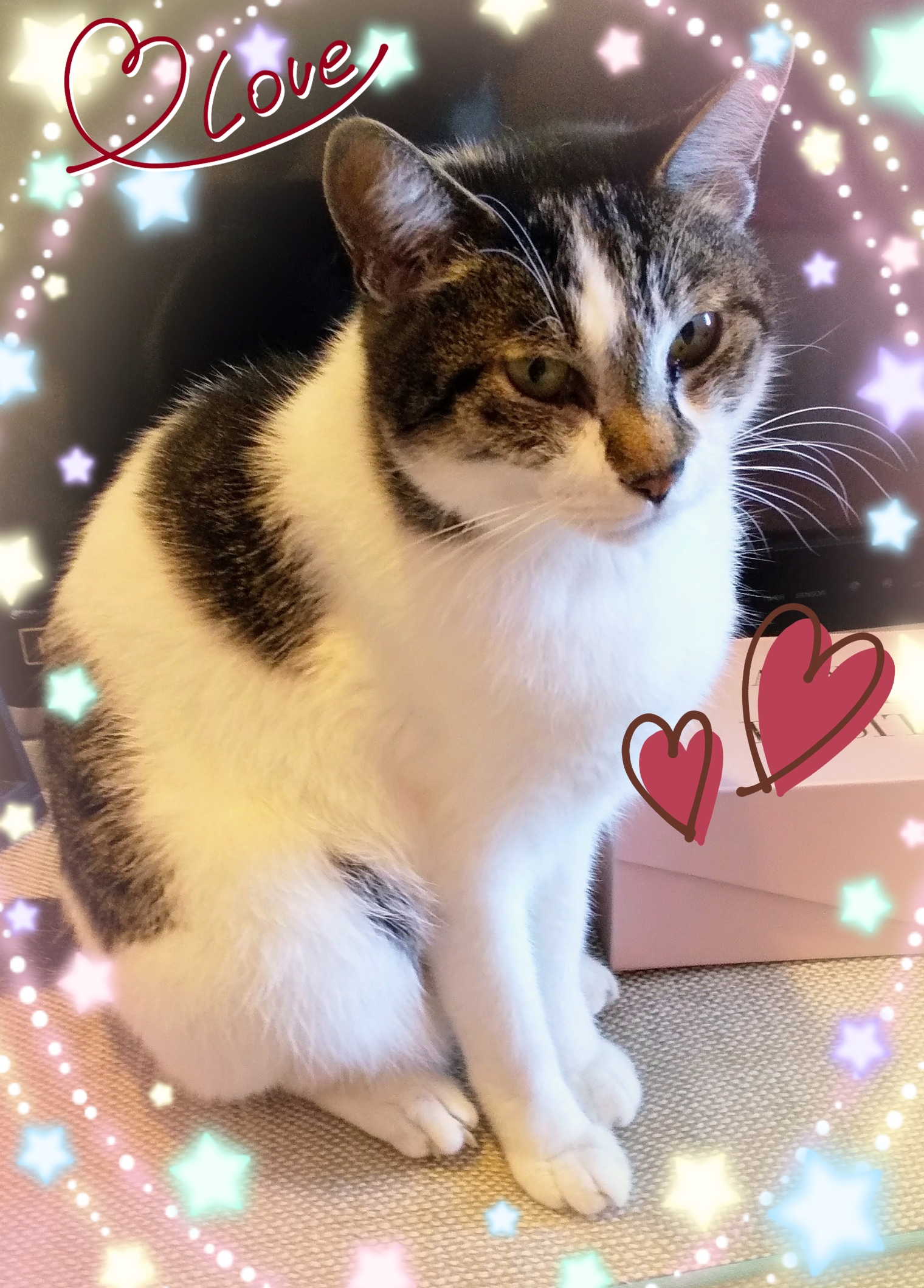猫の日😽😻