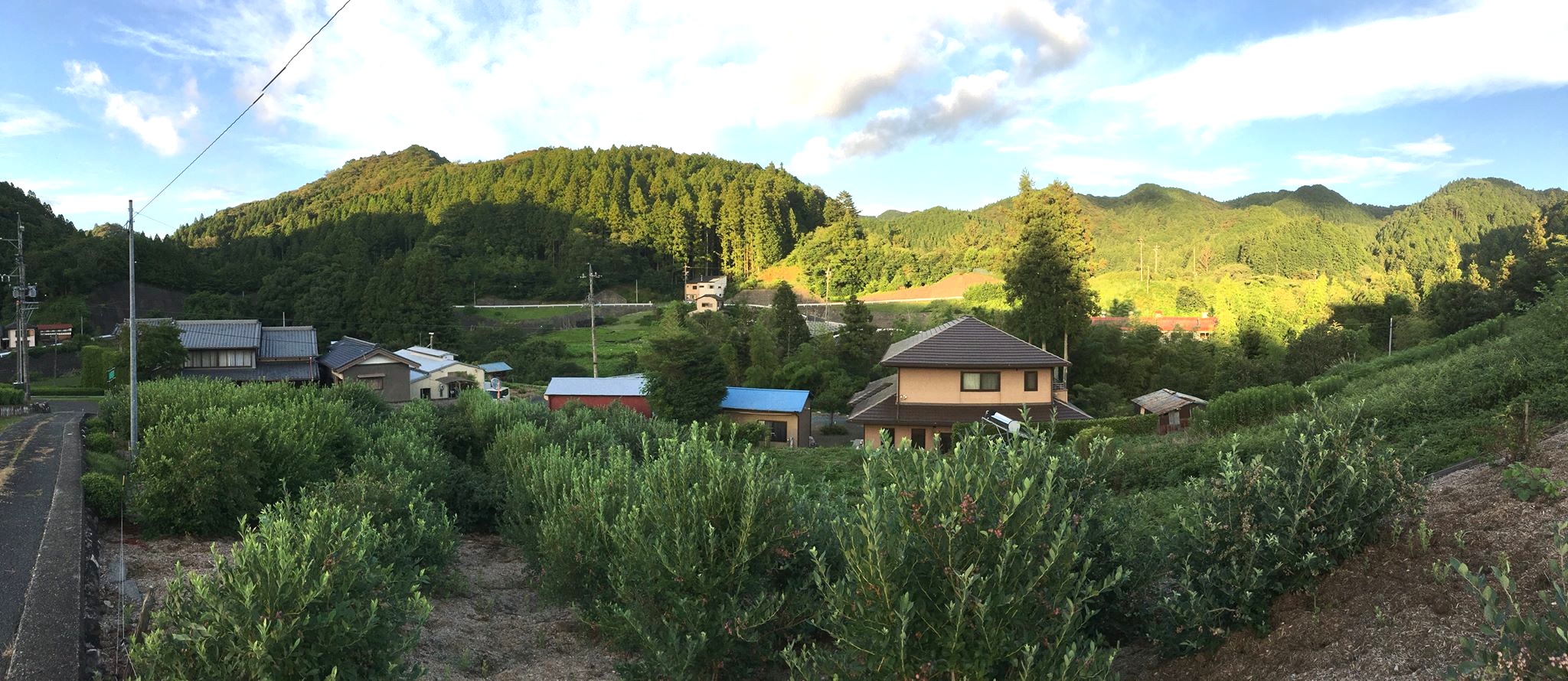 地域のマルシェがテレビ取材。まほろばブルーベリー園。