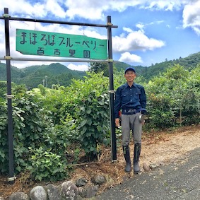 静かな山里の無農薬育ち、大粒採れたて生ブルーベリーの産直始めます。