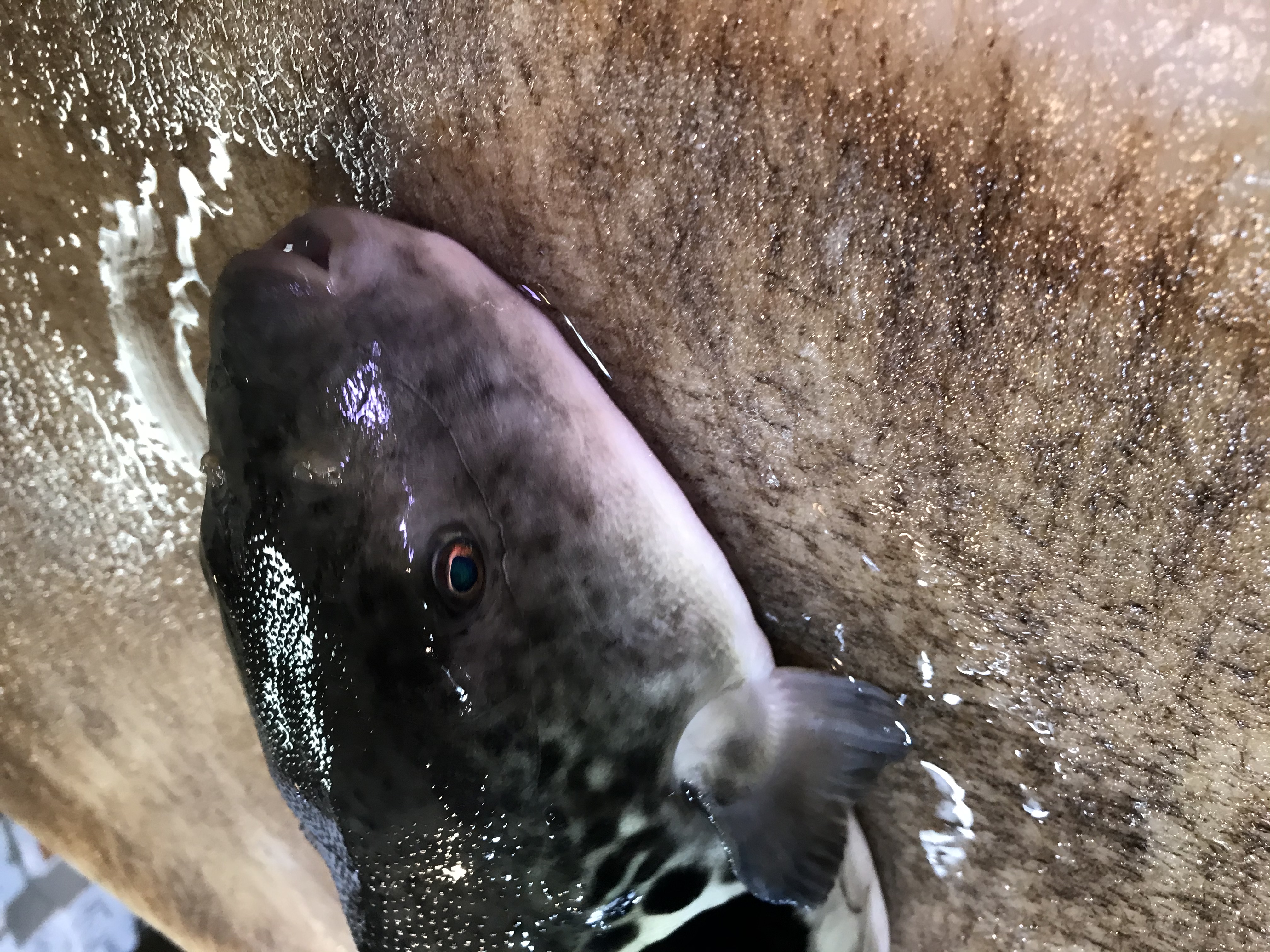 左右確認。全速前進。三歩進んで二歩下がる。