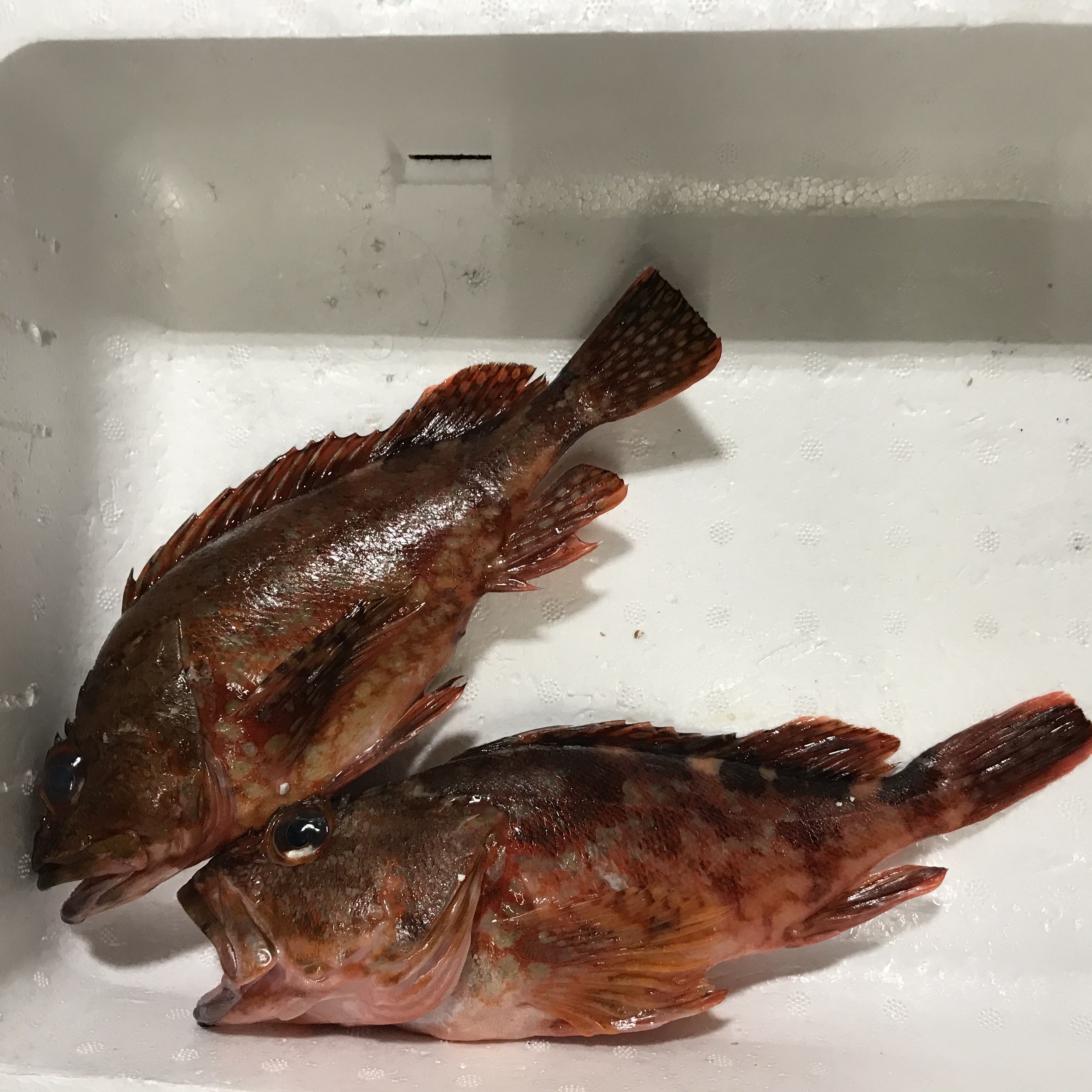 身体重い？