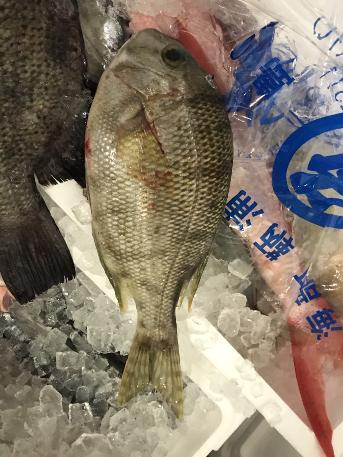 成人