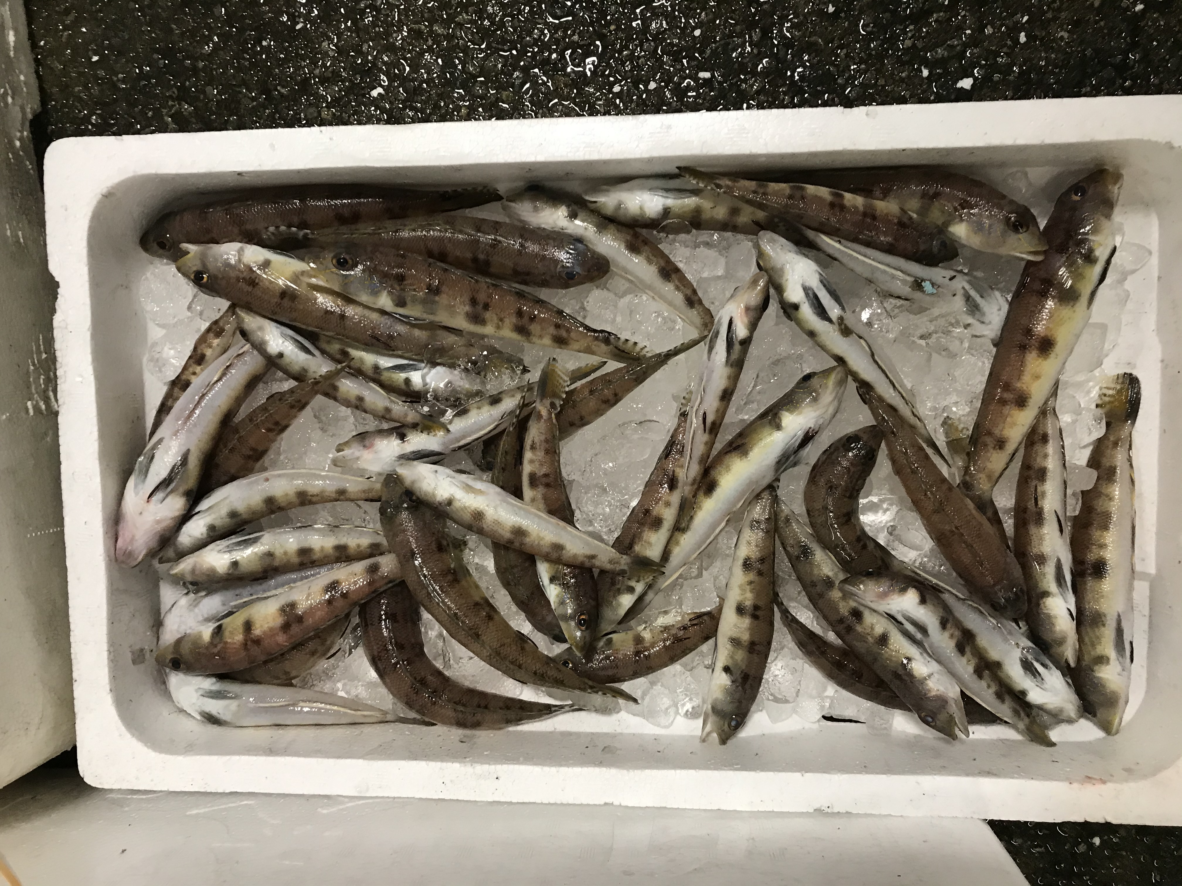 サンサン
