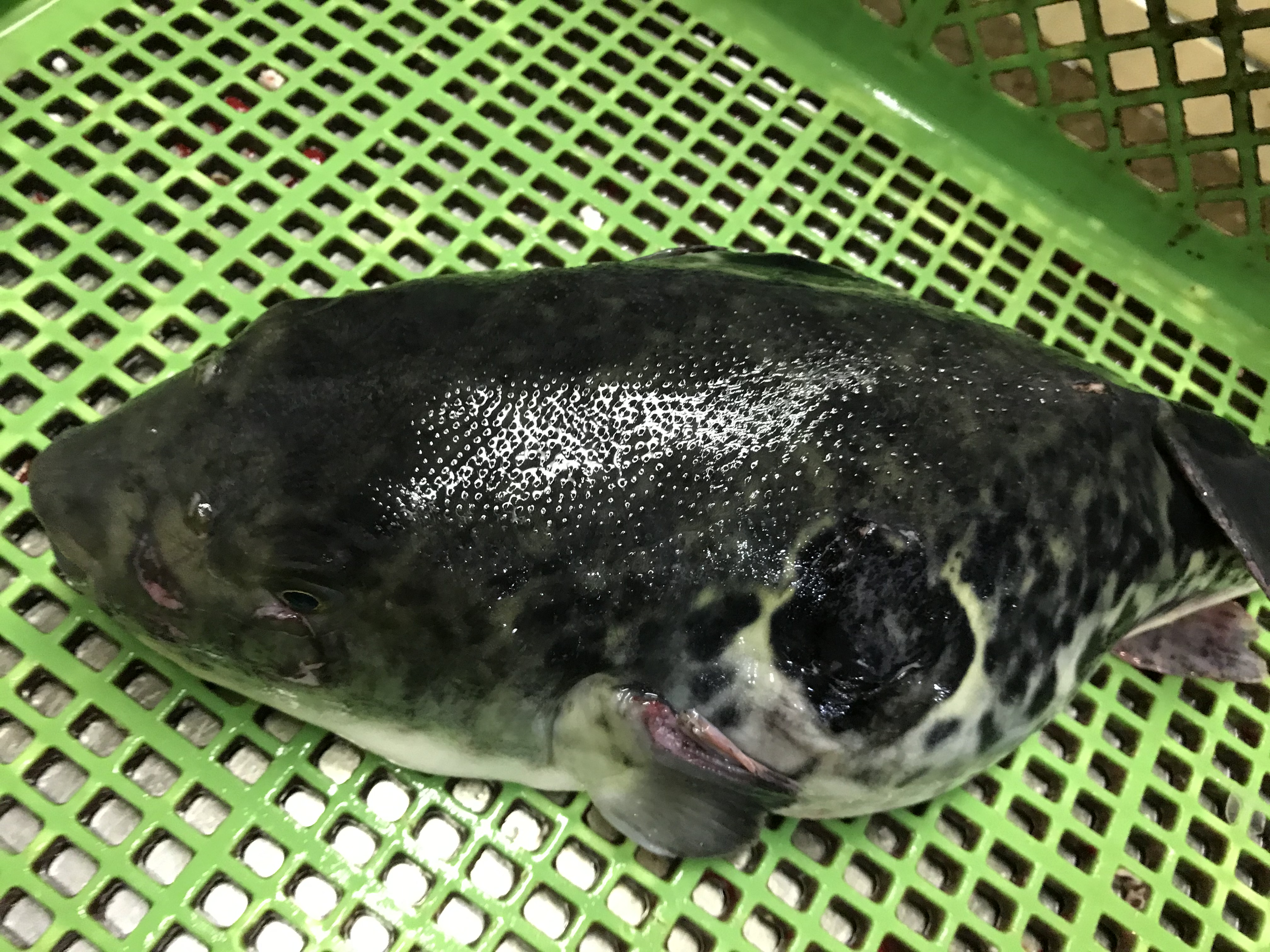 河豚は食いたし、命は惜しし。～諺より～～