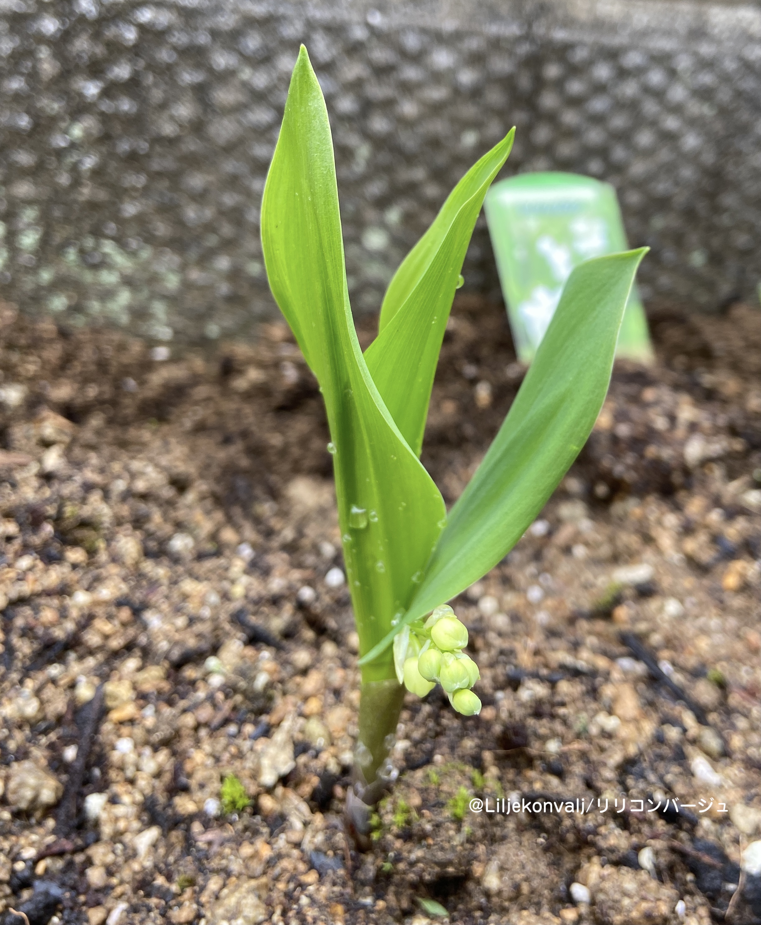 スズランを植えてみました