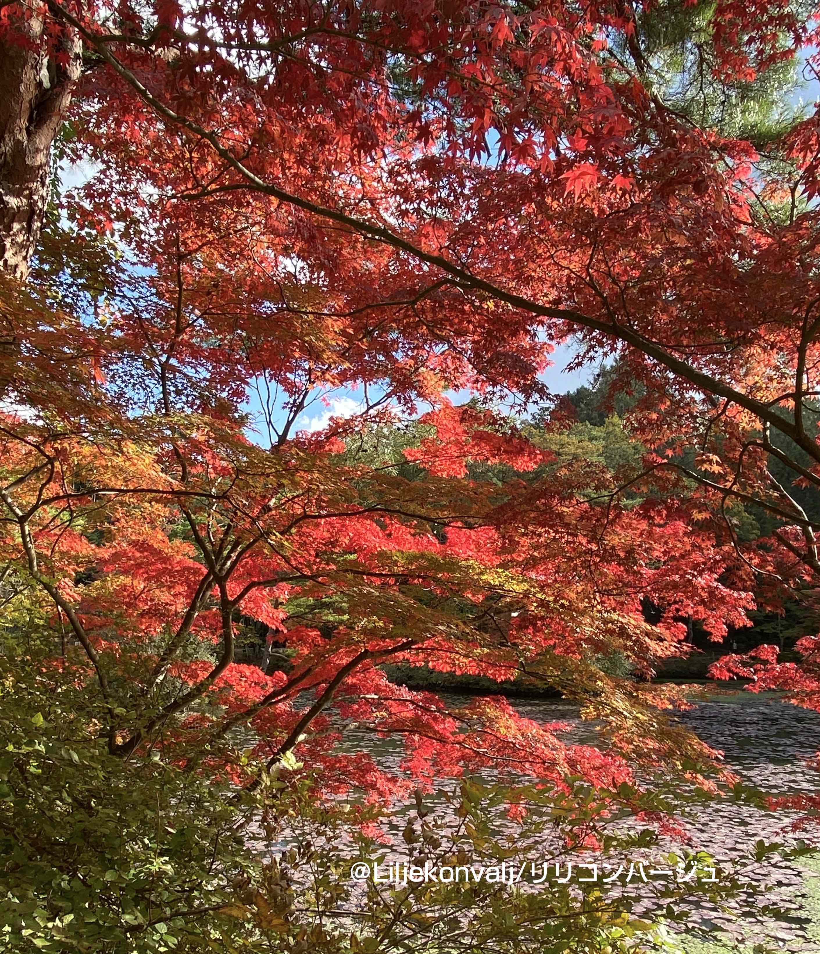 紅葉も段々見頃になって来ました・・・