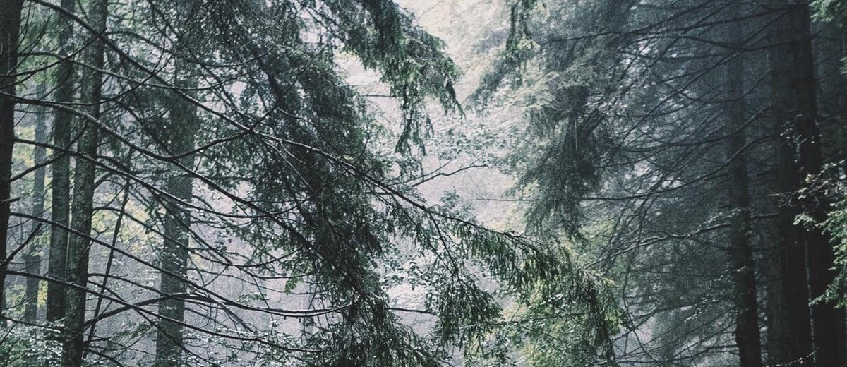 「1万本の木のイニシアチブ（10,000 trees initiative）」