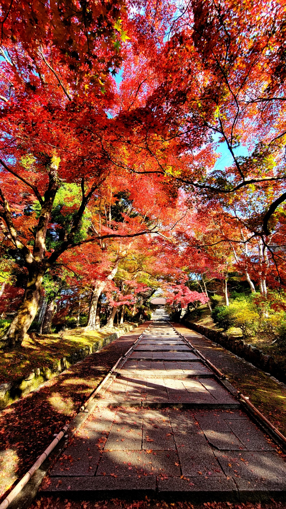 京都に紅葉観に行ってきました！🍁